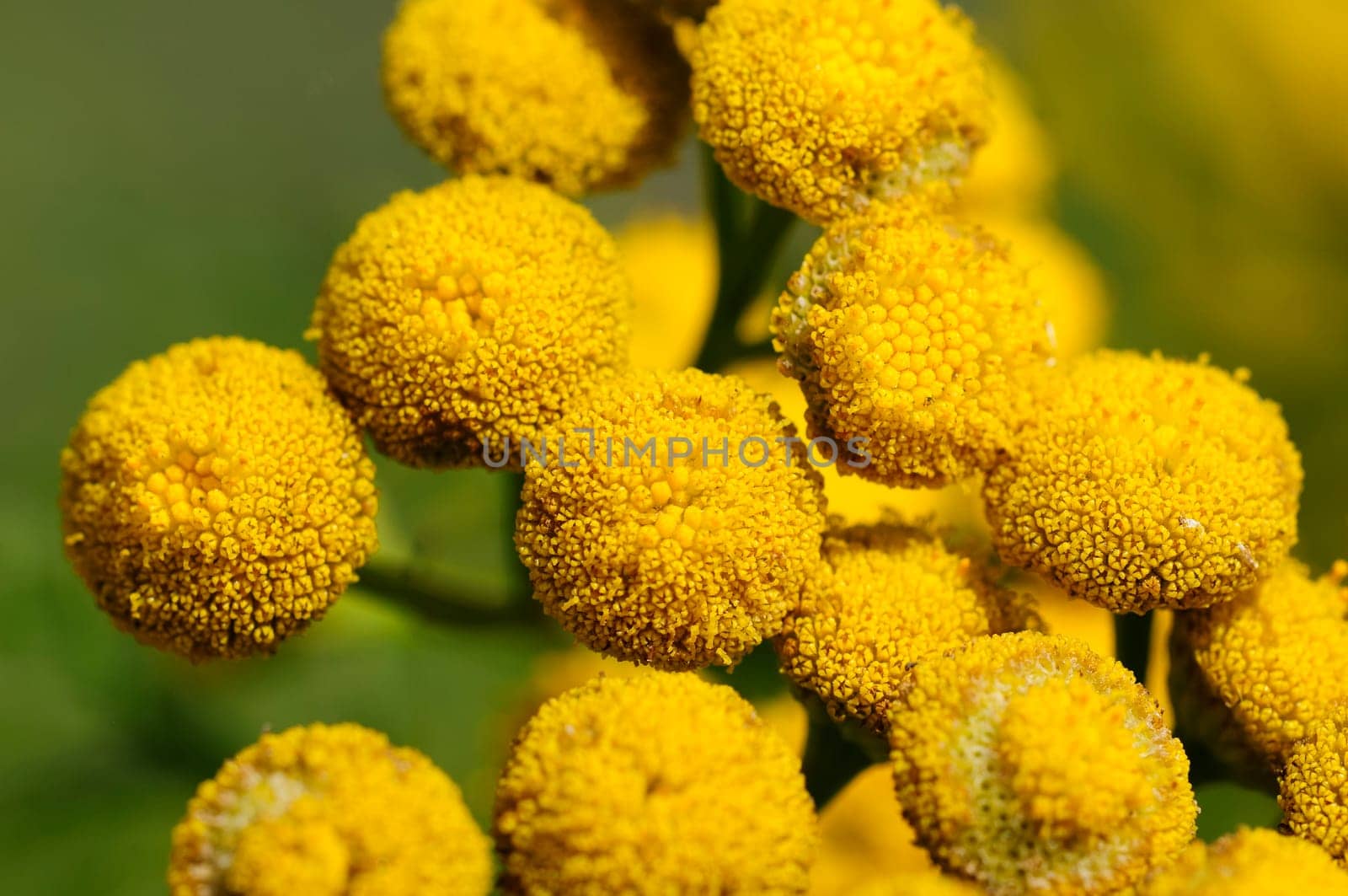 tansy