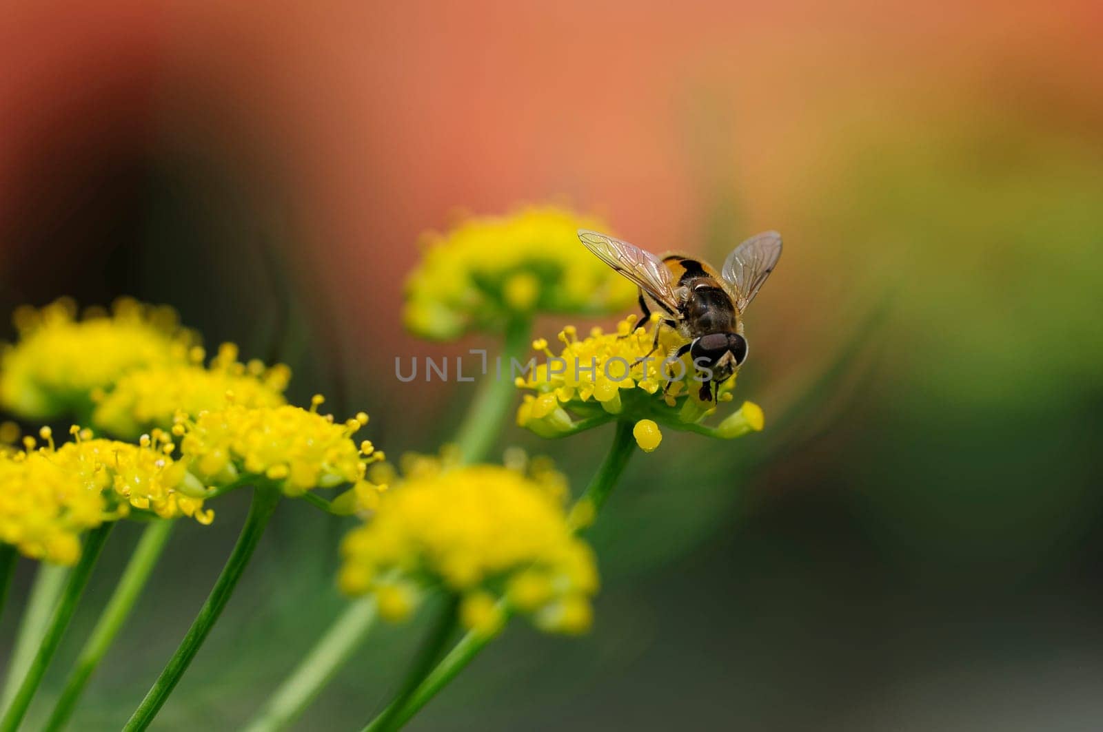 Fennel with bee