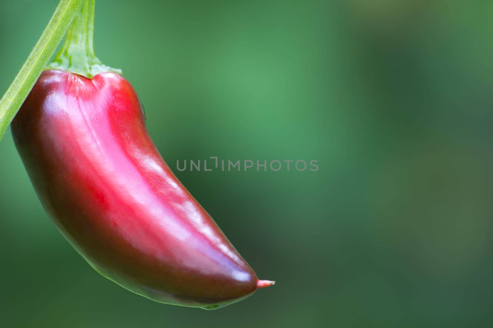 Chili Jalapeno