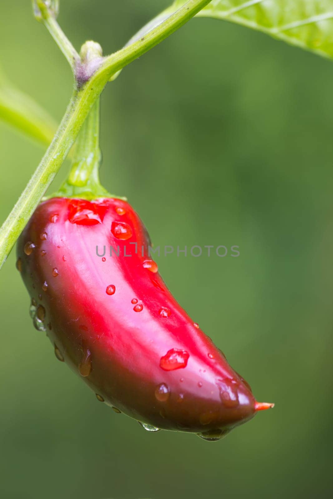 Chili Jalapeno