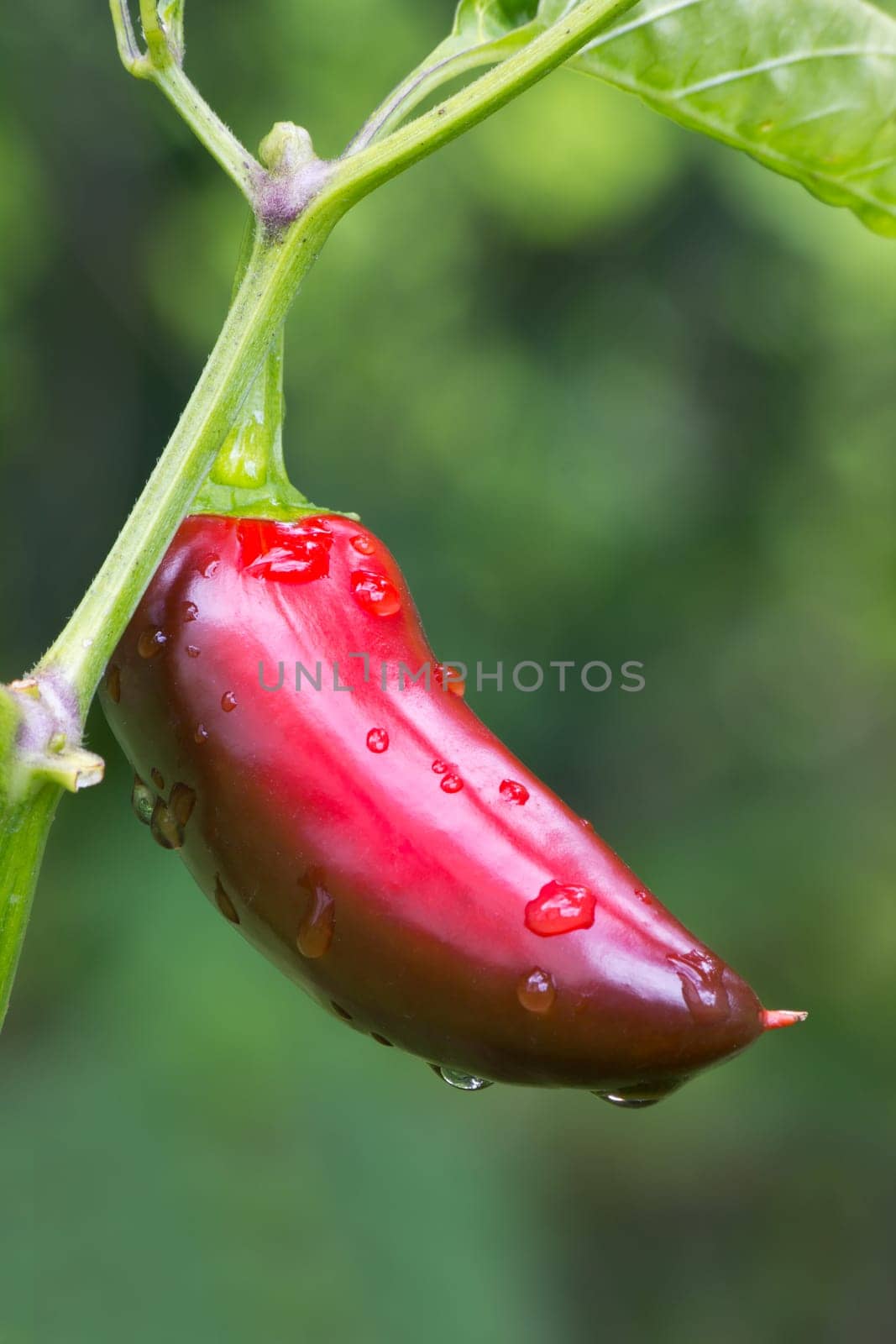 Chili Jalapeno