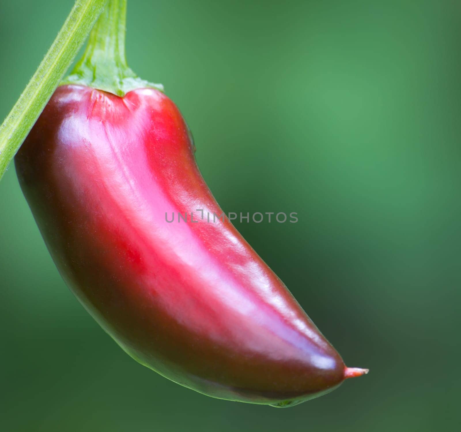 Chili Jalapeno