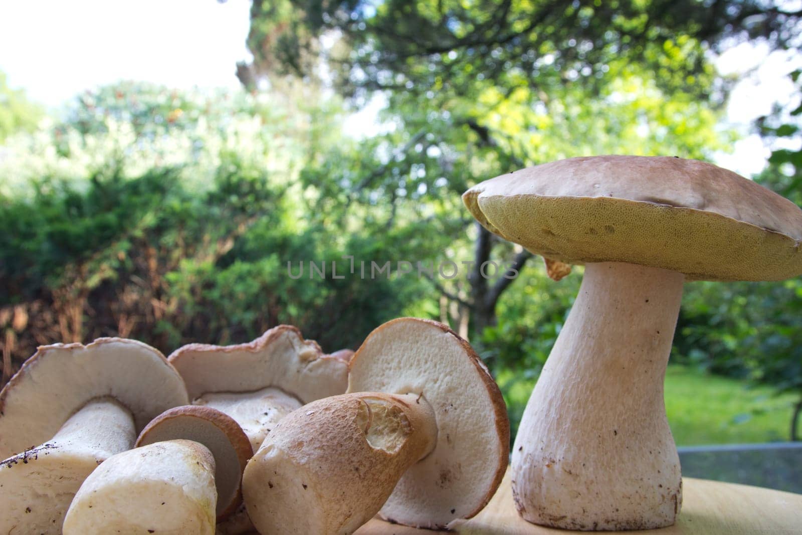 Porcini mushroom (Boletus)