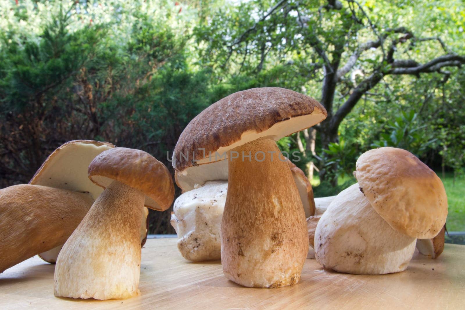 Porcini mushroom (Boletus)