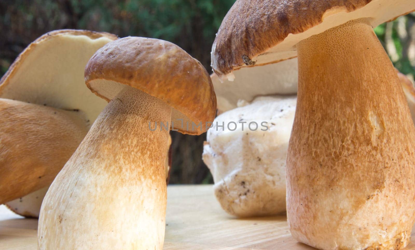 Porcini mushroom (Boletus)
