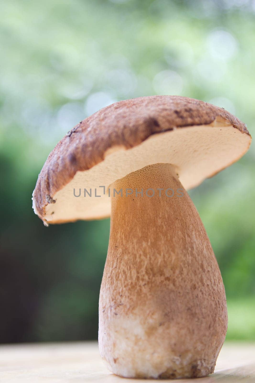 Porcini mushroom (Boletus)