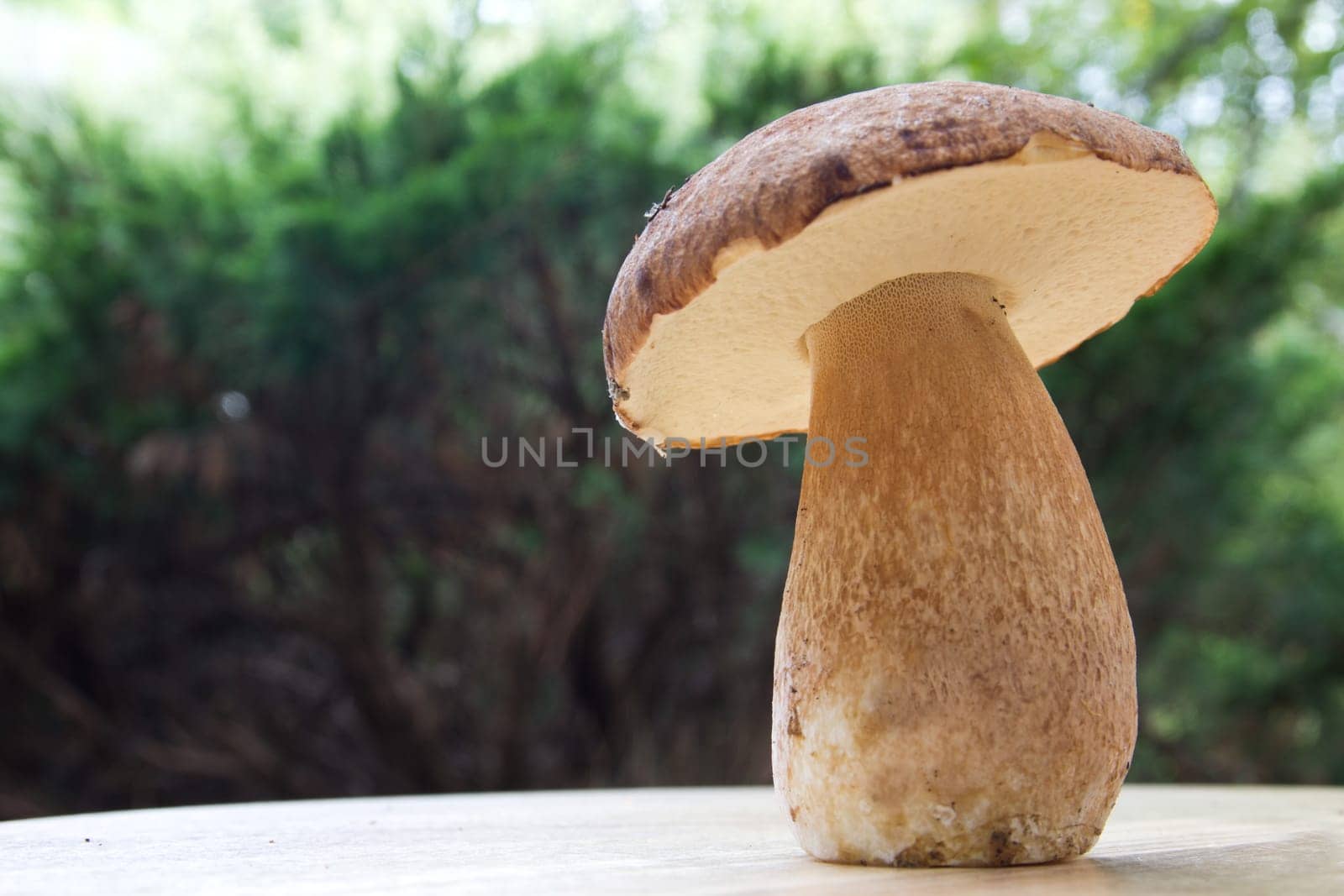 Porcini mushroom (Boletus)