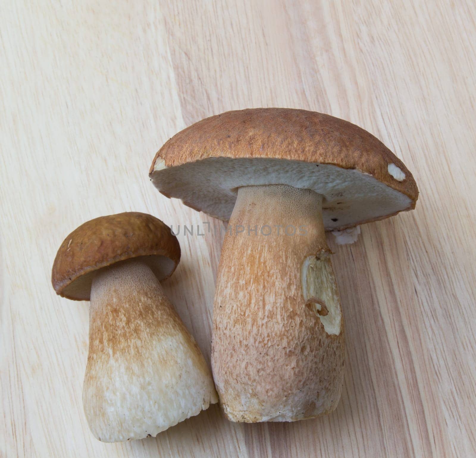 Porcini mushroom (Boletus)