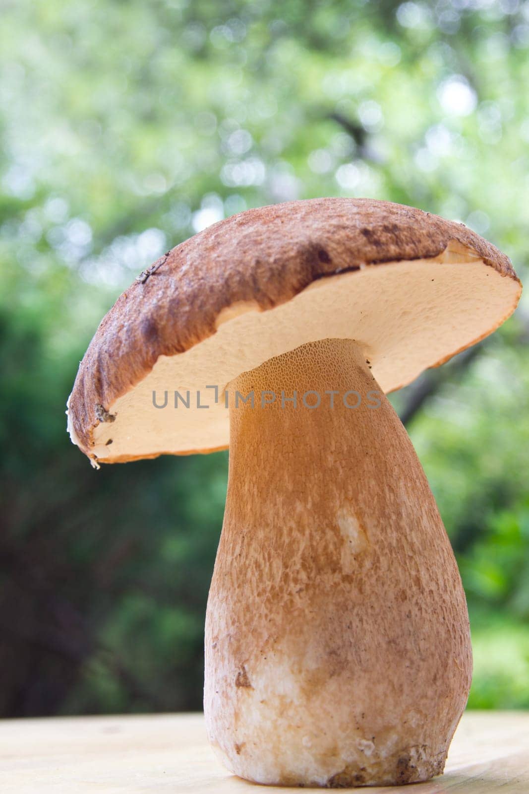 Porcini mushroom (Boletus)