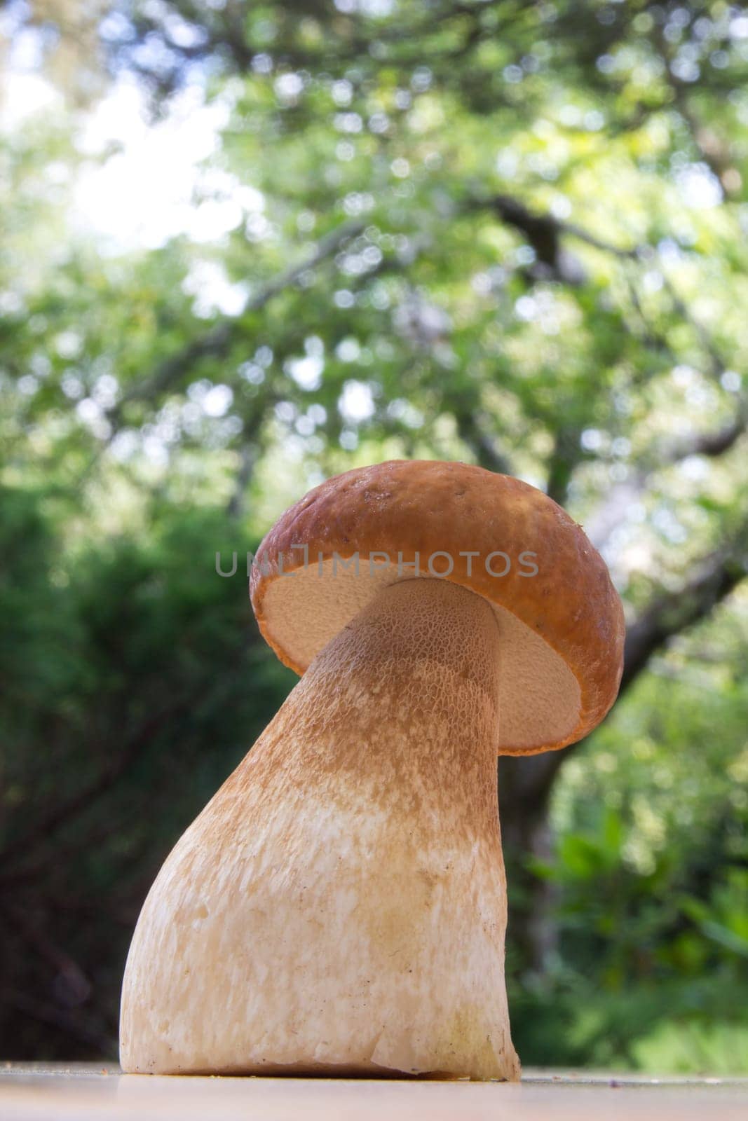 Porcini mushroom (Boletus)