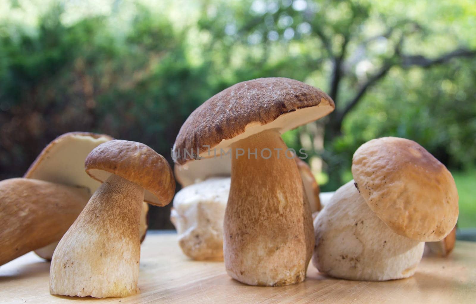 Porcini mushroom (Boletus)