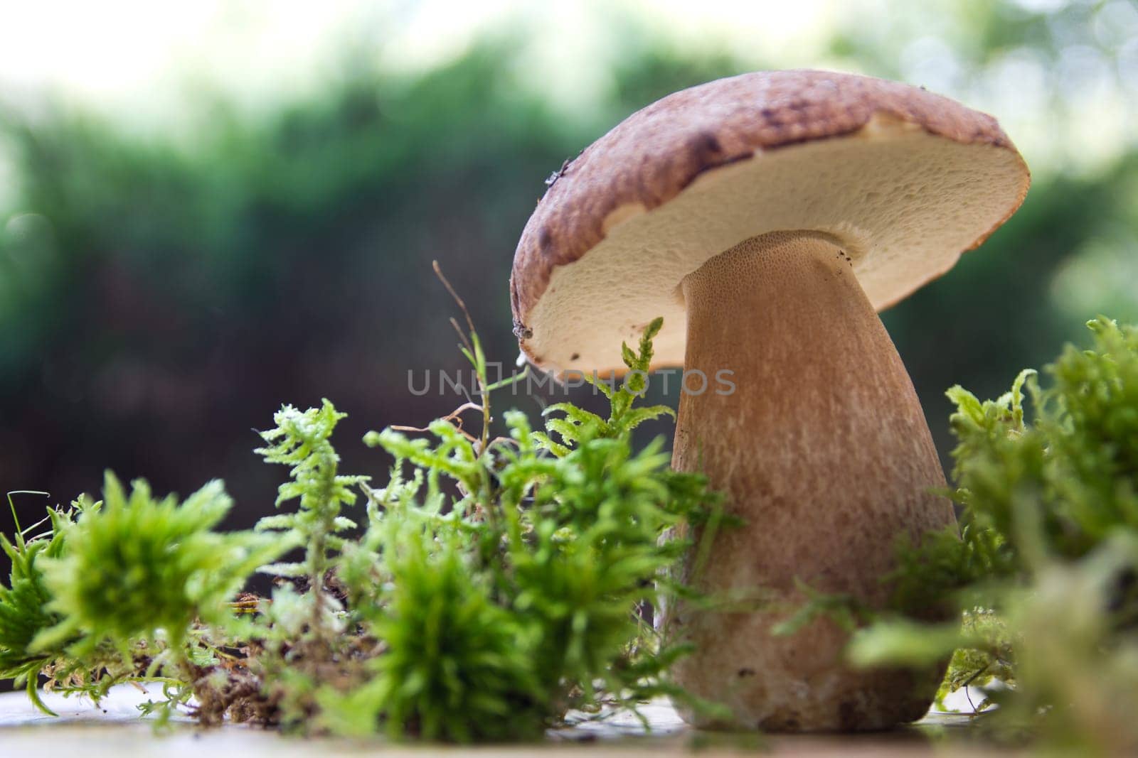 Porcini mushroom (Boletus)
