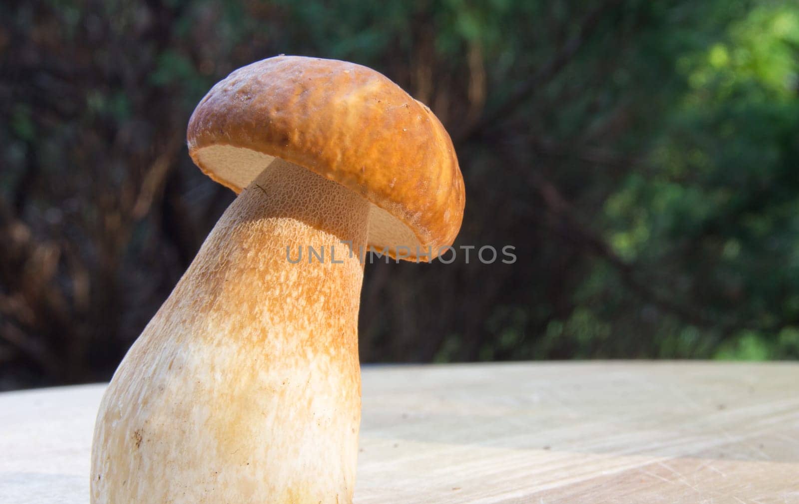 Porcini mushroom (Boletus)