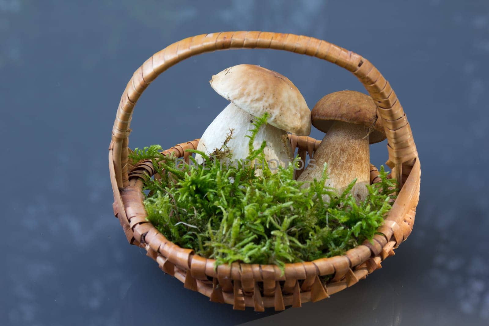 Porcini mushroom (Boletus)