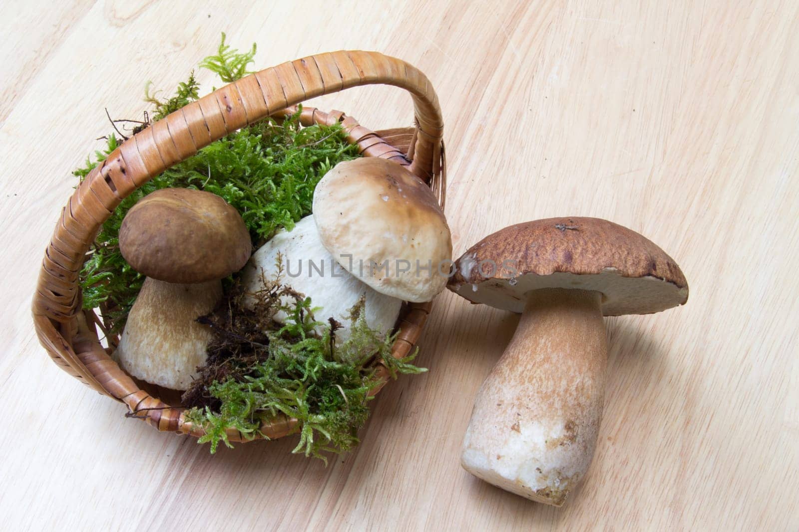 Porcini mushroom (Boletus)