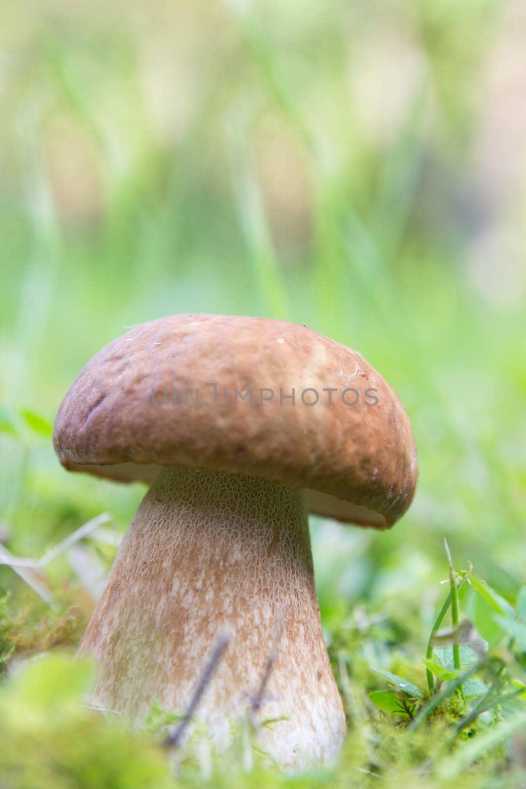 Porcini mushroom (Boletus)