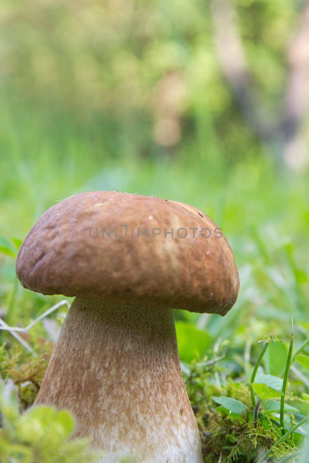 Porcini mushroom (Boletus)