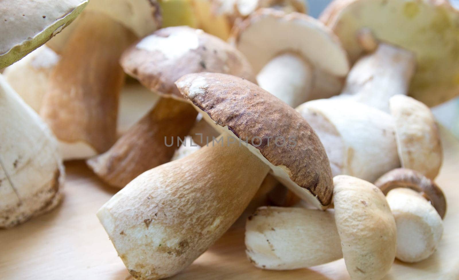 Porcini mushroom (Boletus)