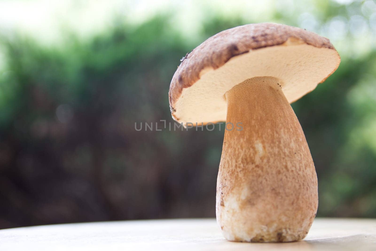 Porcini mushroom (Boletus)