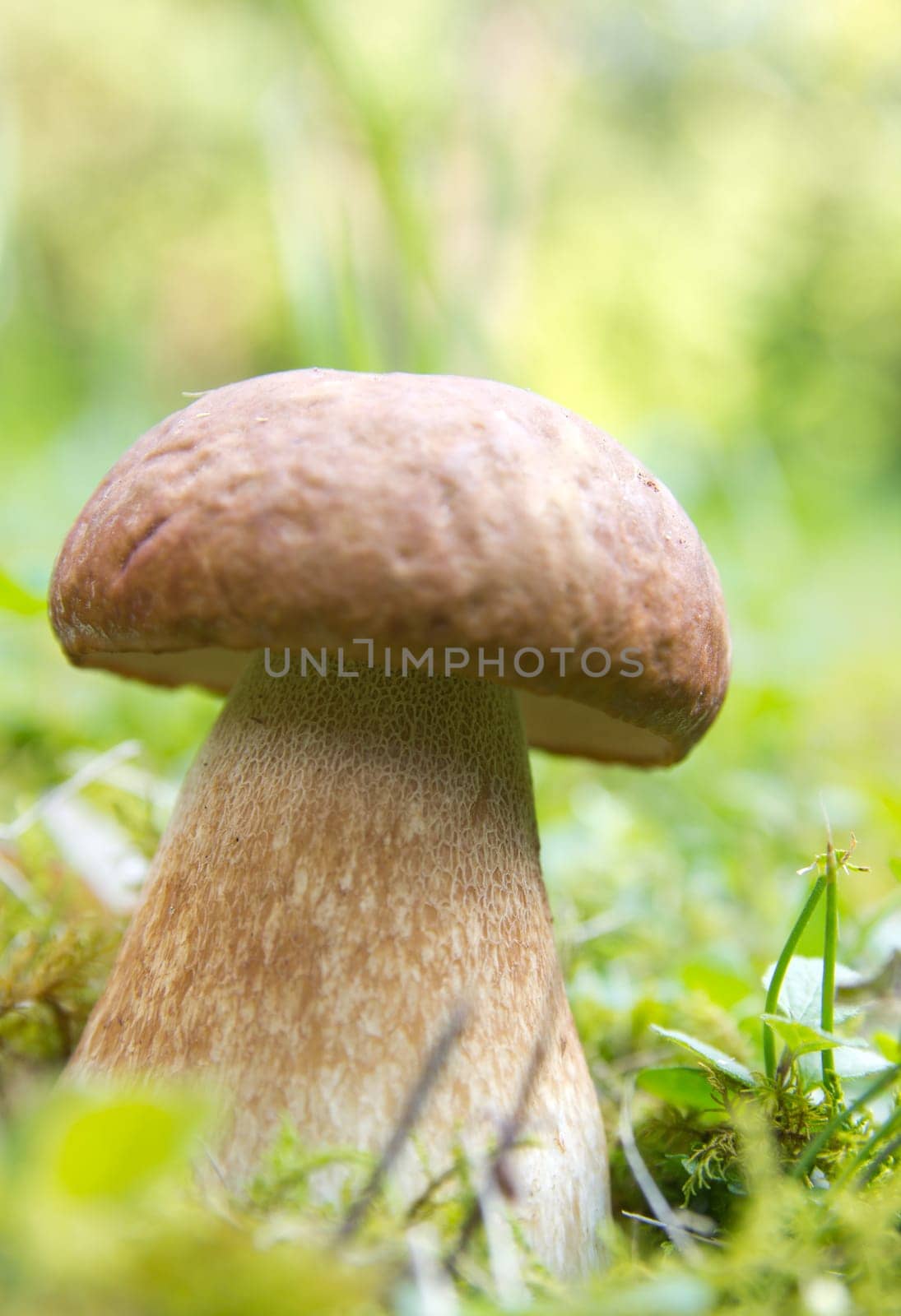 Porcini mushroom (Boletus)