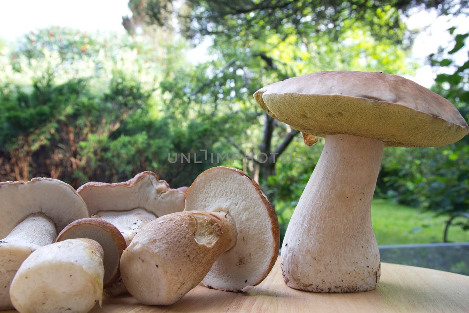 Porcini mushroom (Boletus)