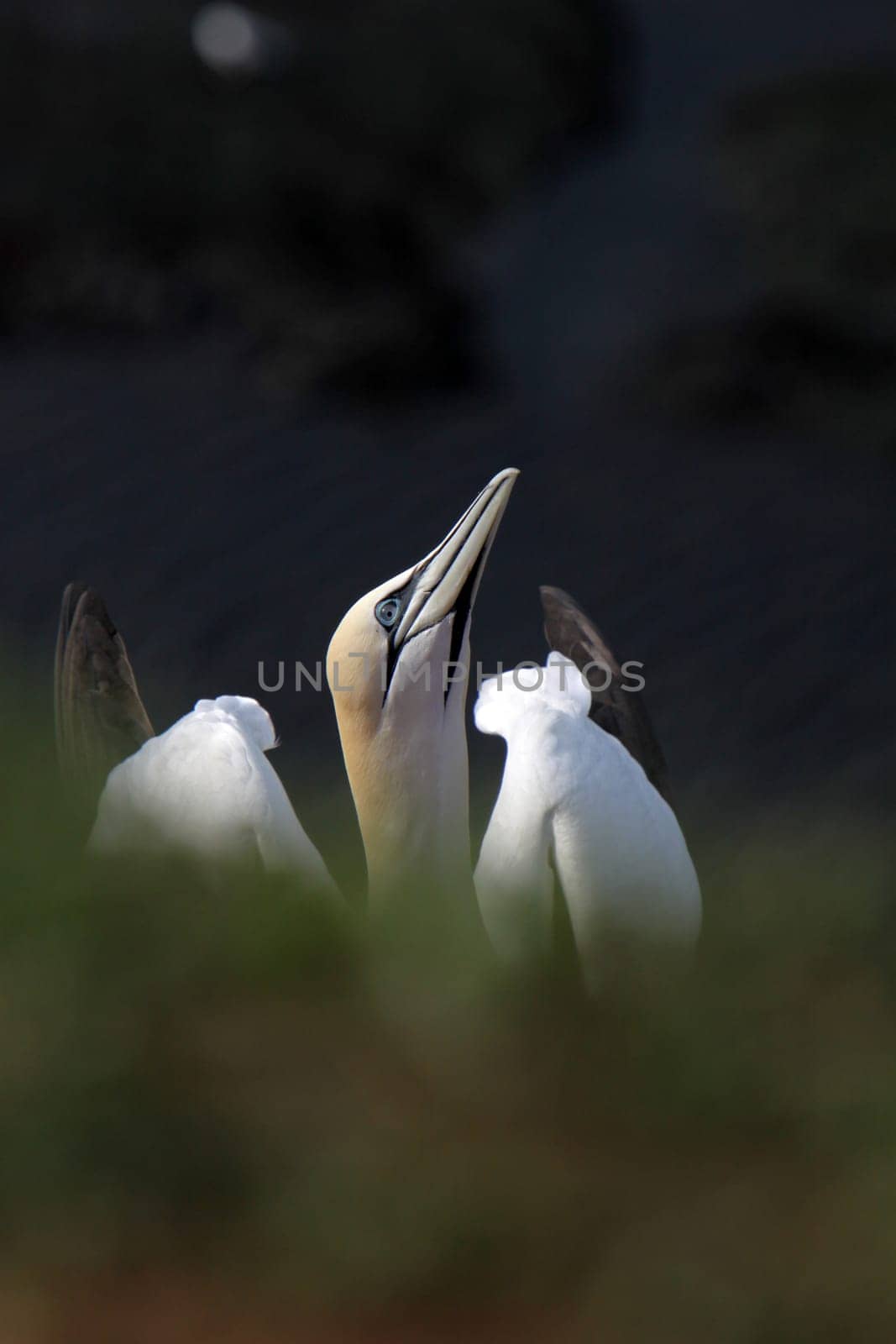 Gannets on the Vogelfelsen on Heligoland