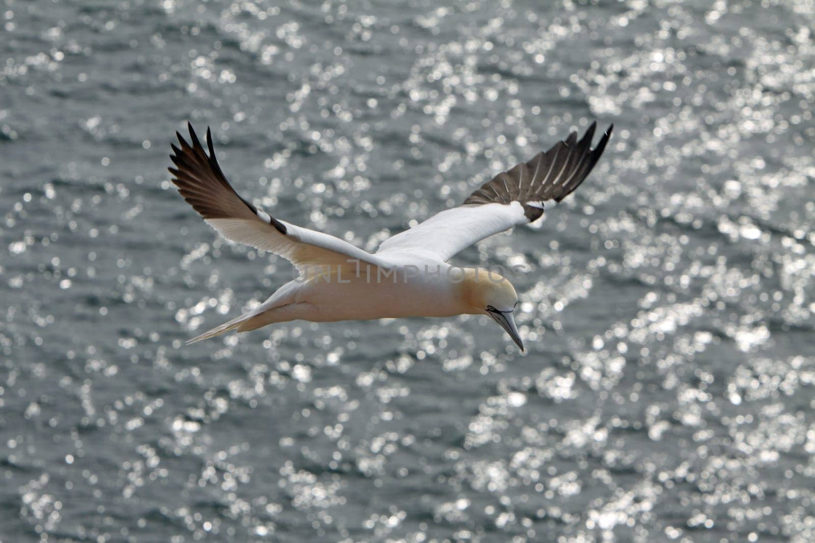 Gannets on the Vogelfelsen on Heligoland