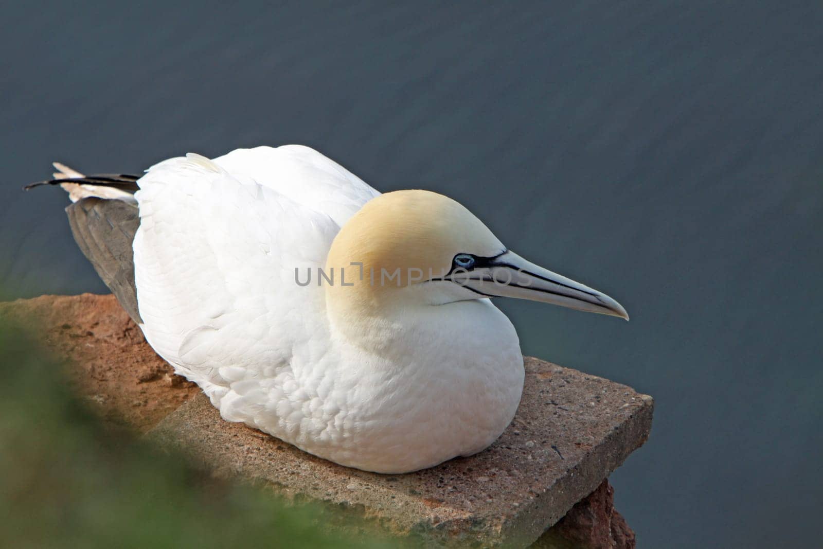 Gannets on the Vogelfelsen on Heligoland