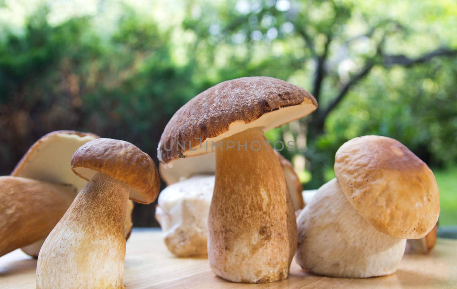 Porcini mushroom (Boletus)