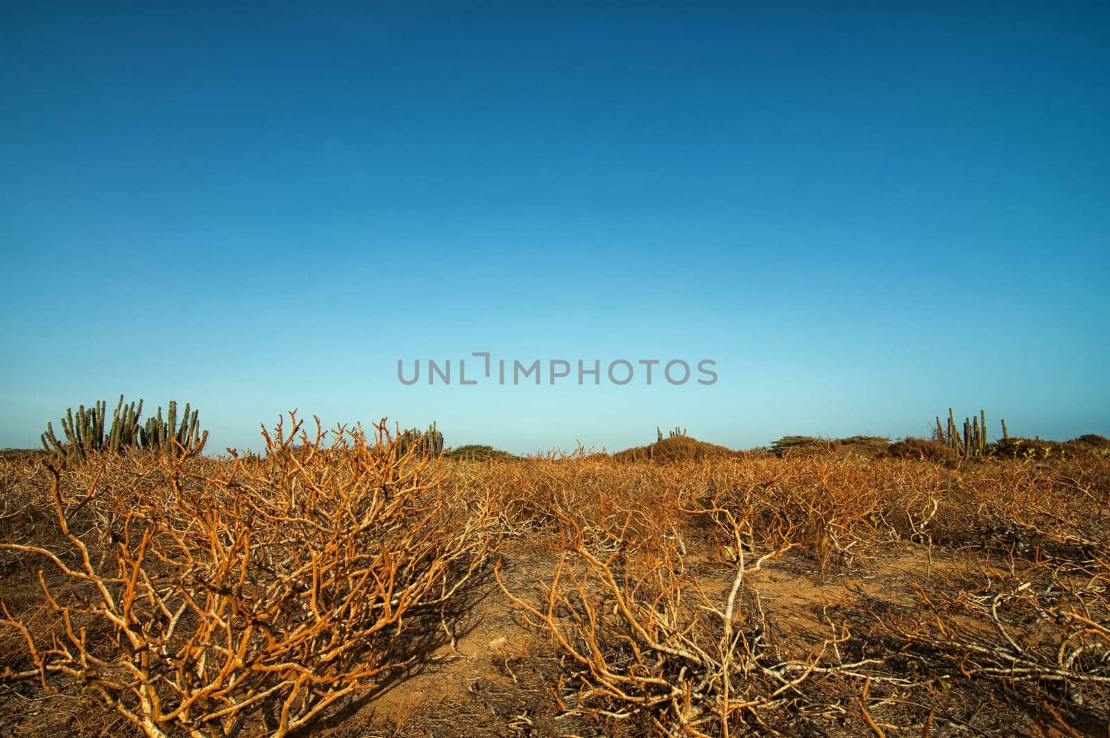 Dry vegetation in a desert set against a beautiful blue sky.