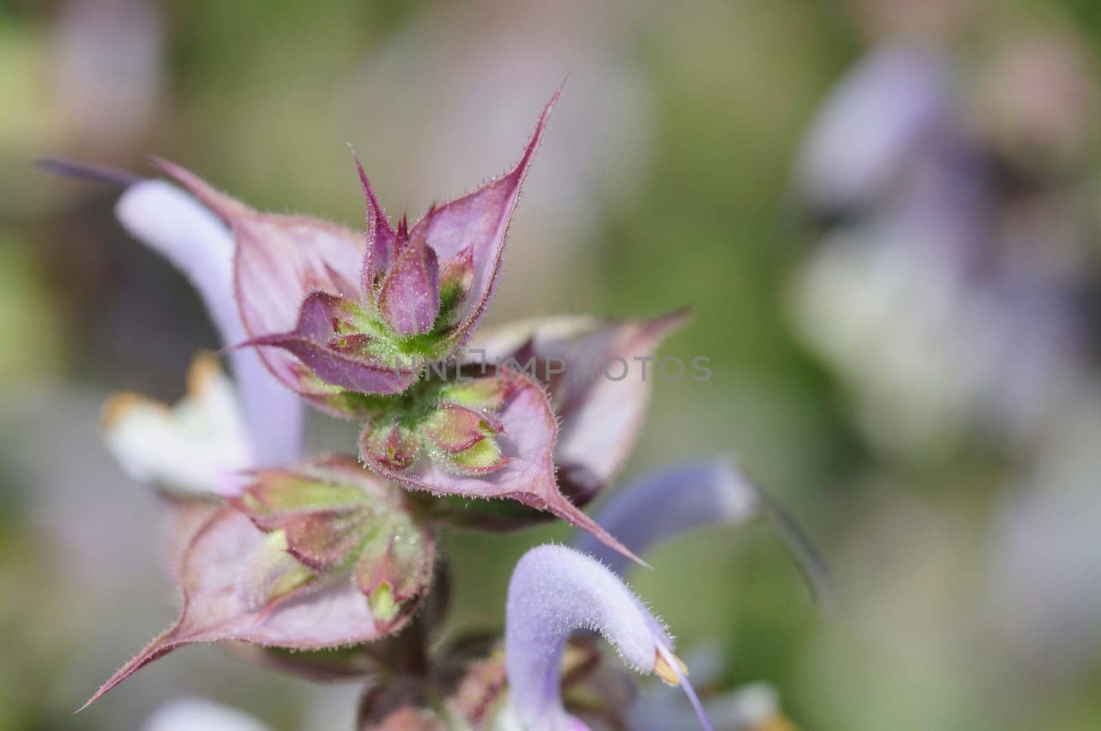 Clary sage