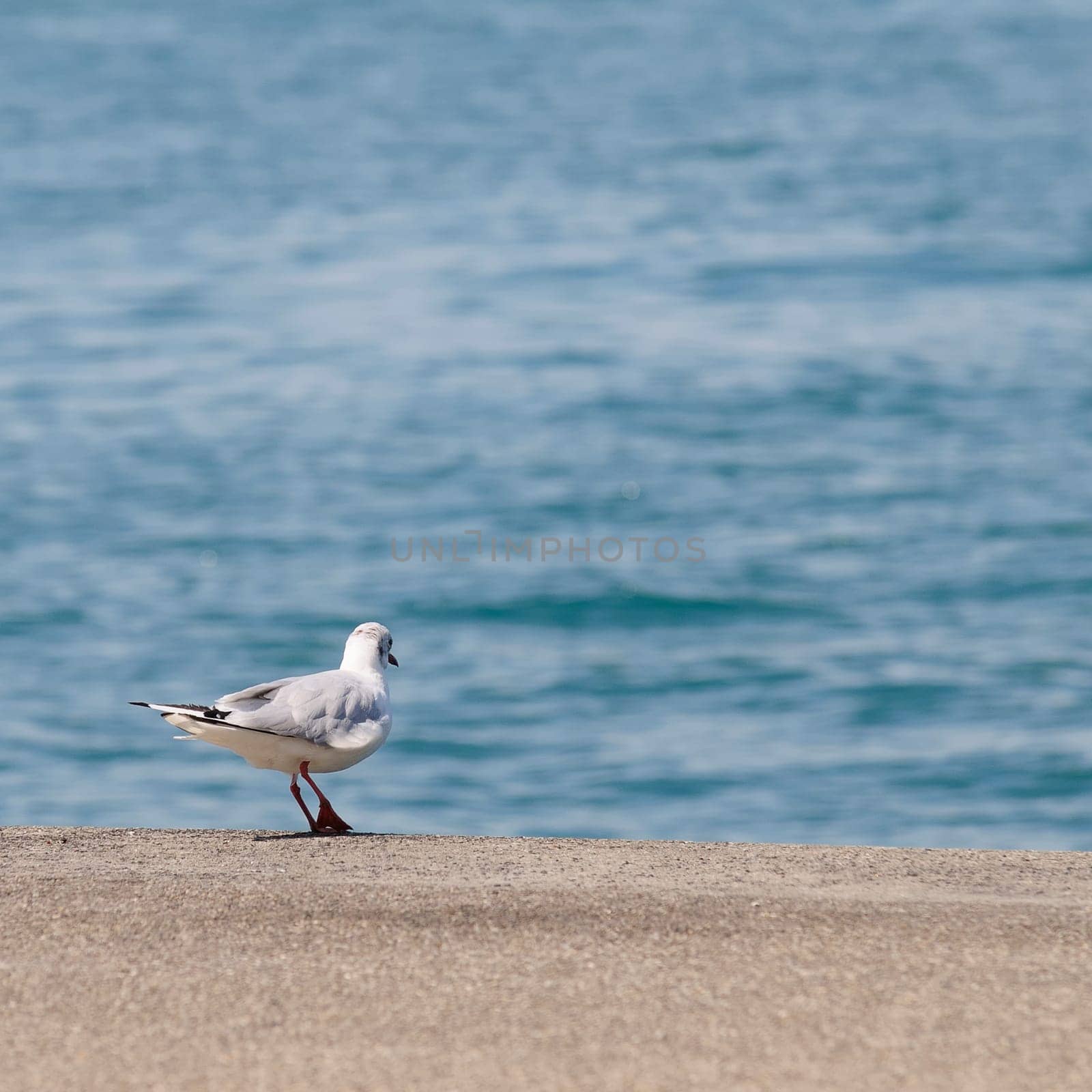 tern