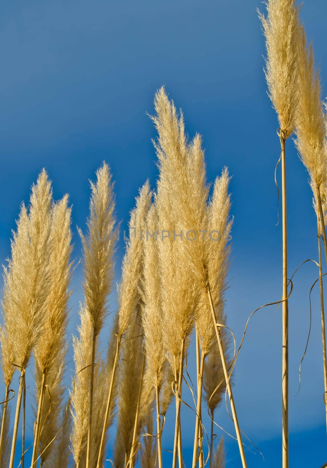 Golden flower ears against clear blue sky