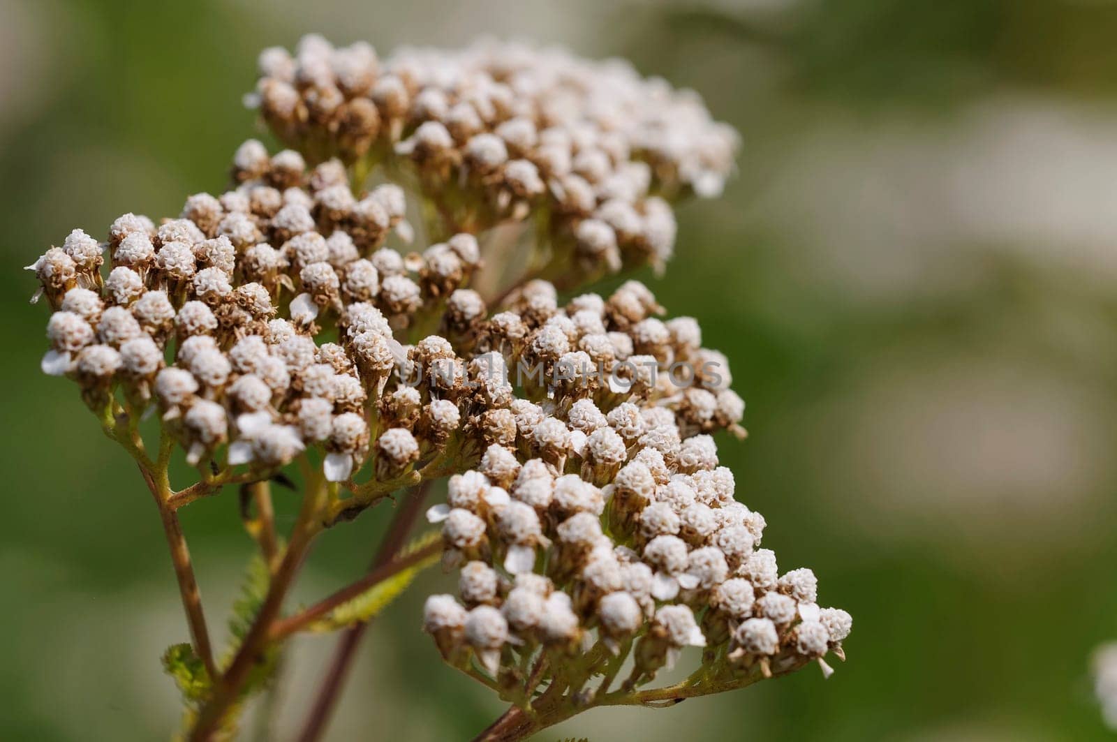 yarrow