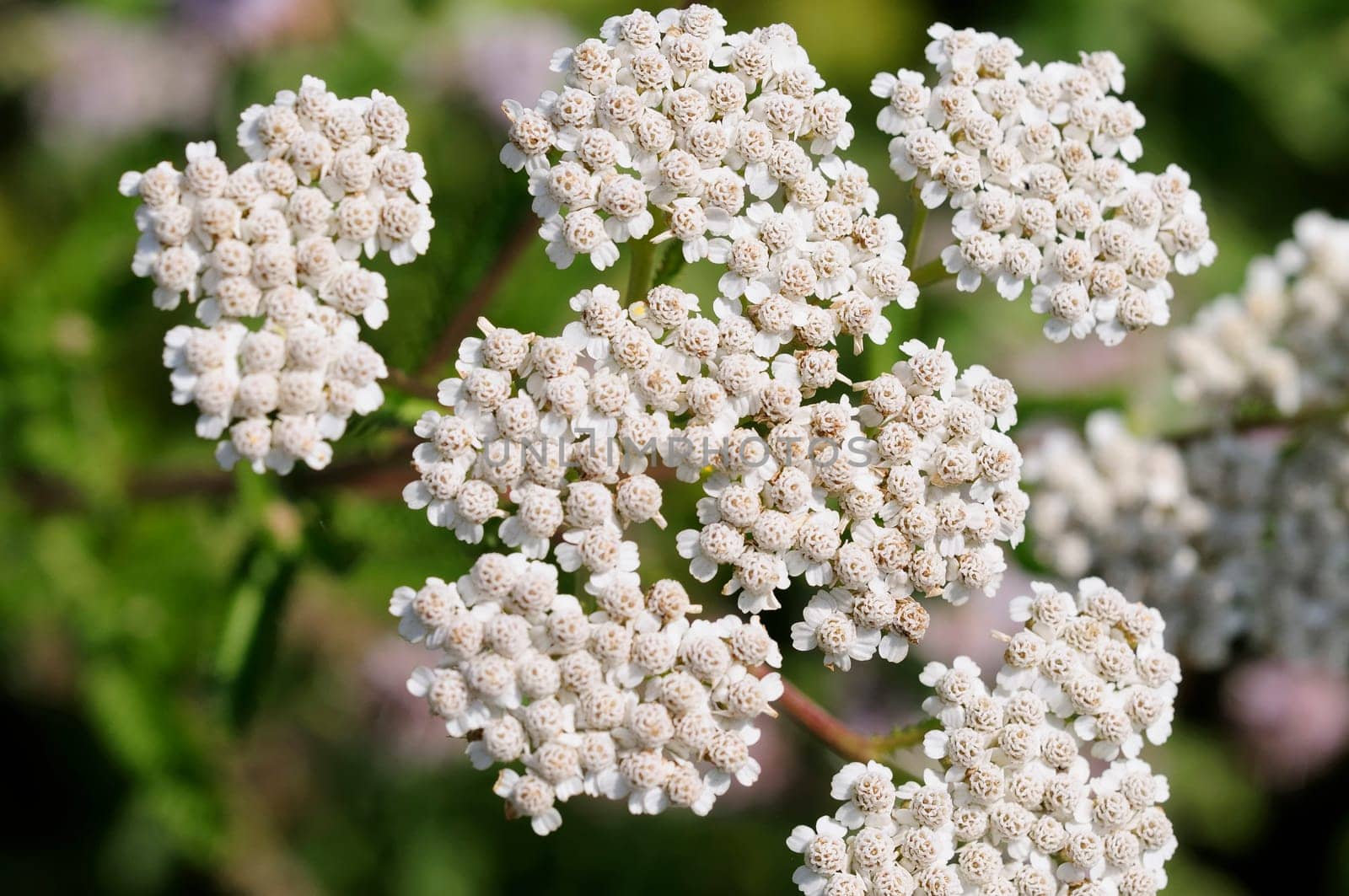 yarrow