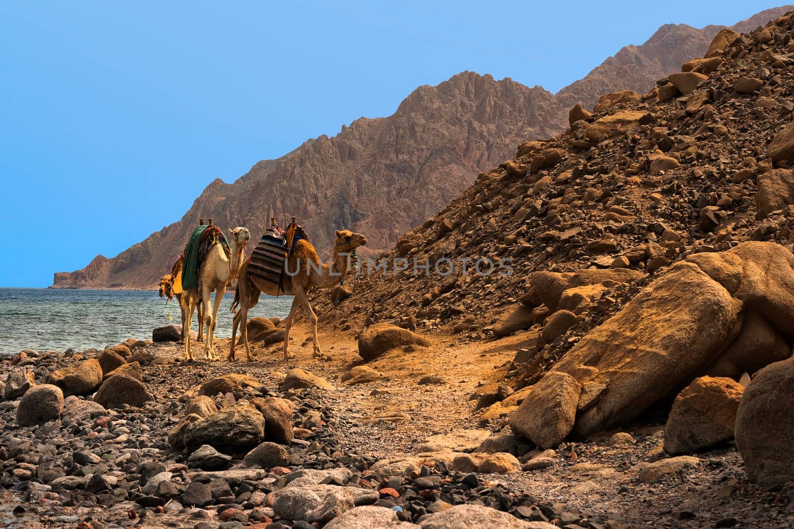 Caravan on the way to Ras Abu Gollum