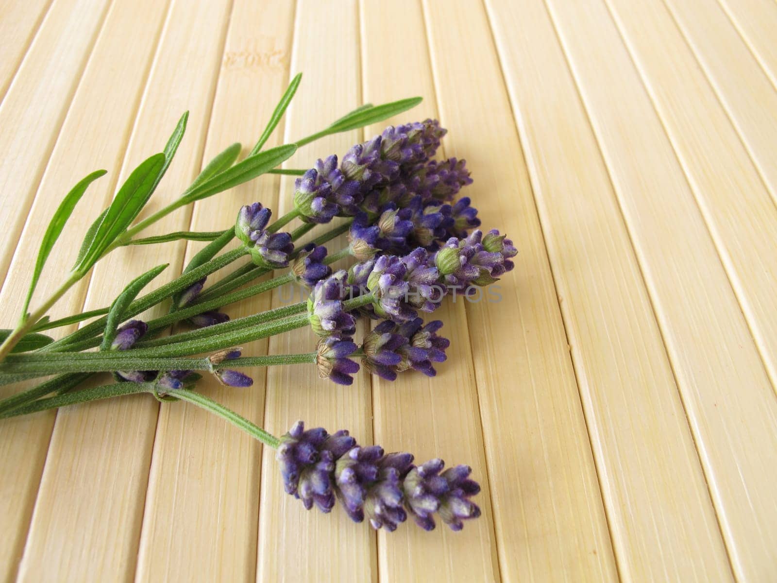 A bouquet of lavender