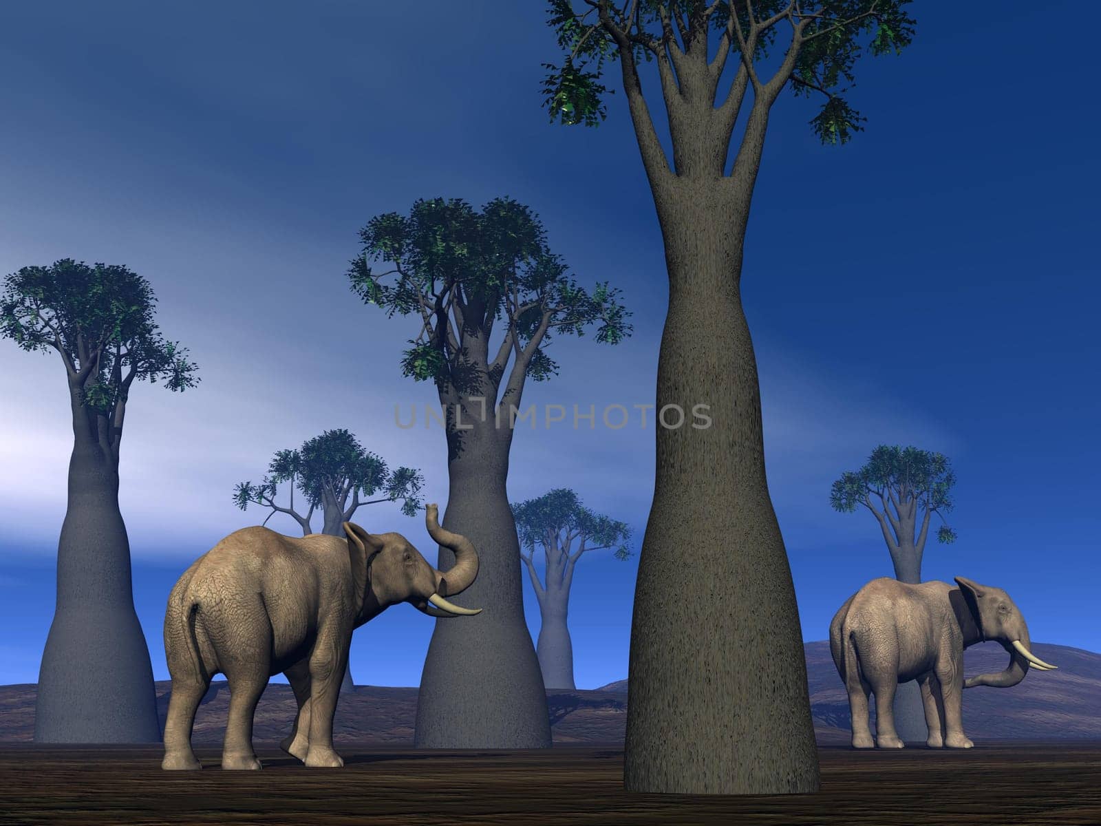 Two elephants walking between baobabs in the savannah by cloudy day