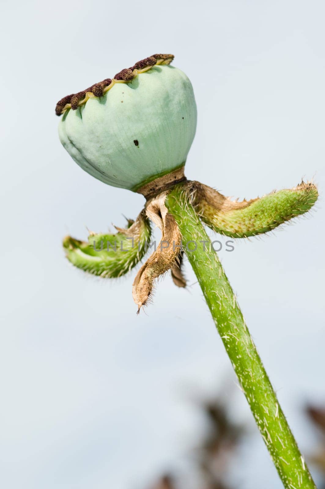 Close-up of ripe poppies in the wild