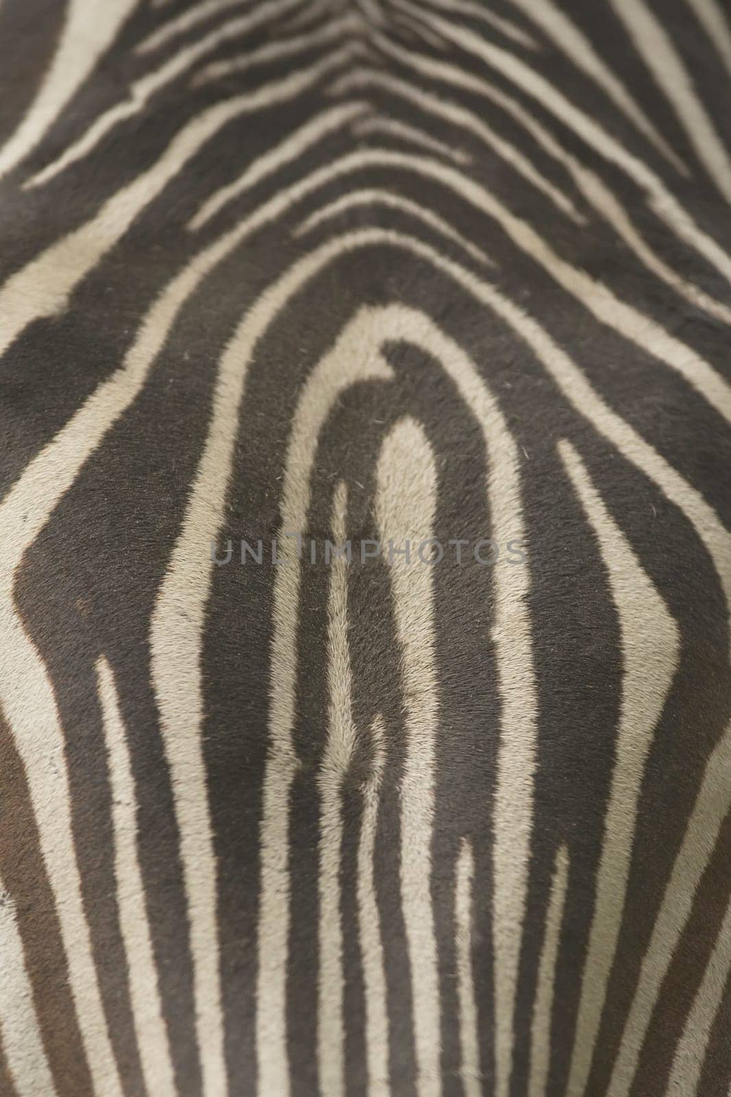 The stripe of Grevys zebra. Texture. Vertically.