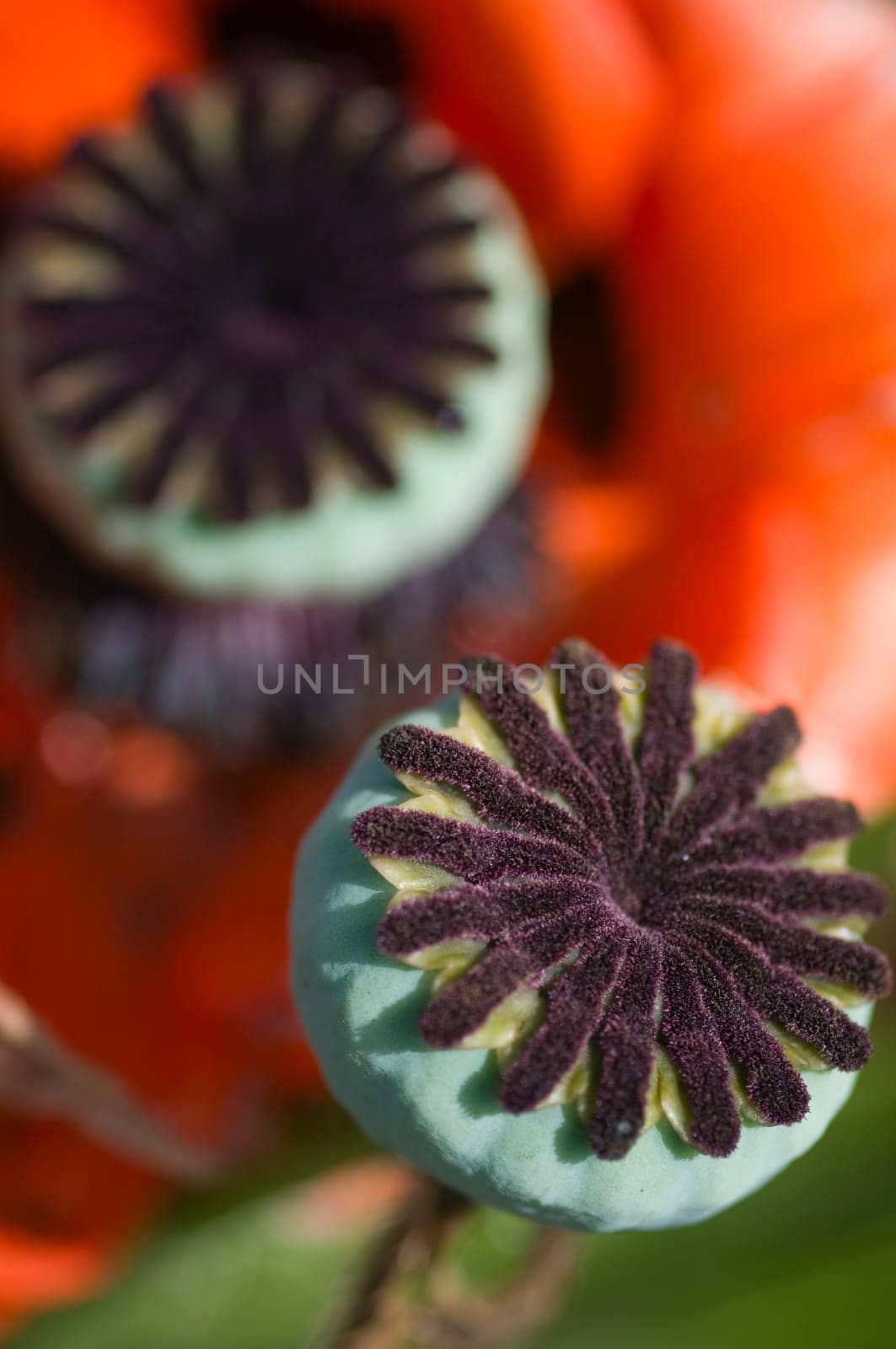 Close-up of ripe poppies in the wild