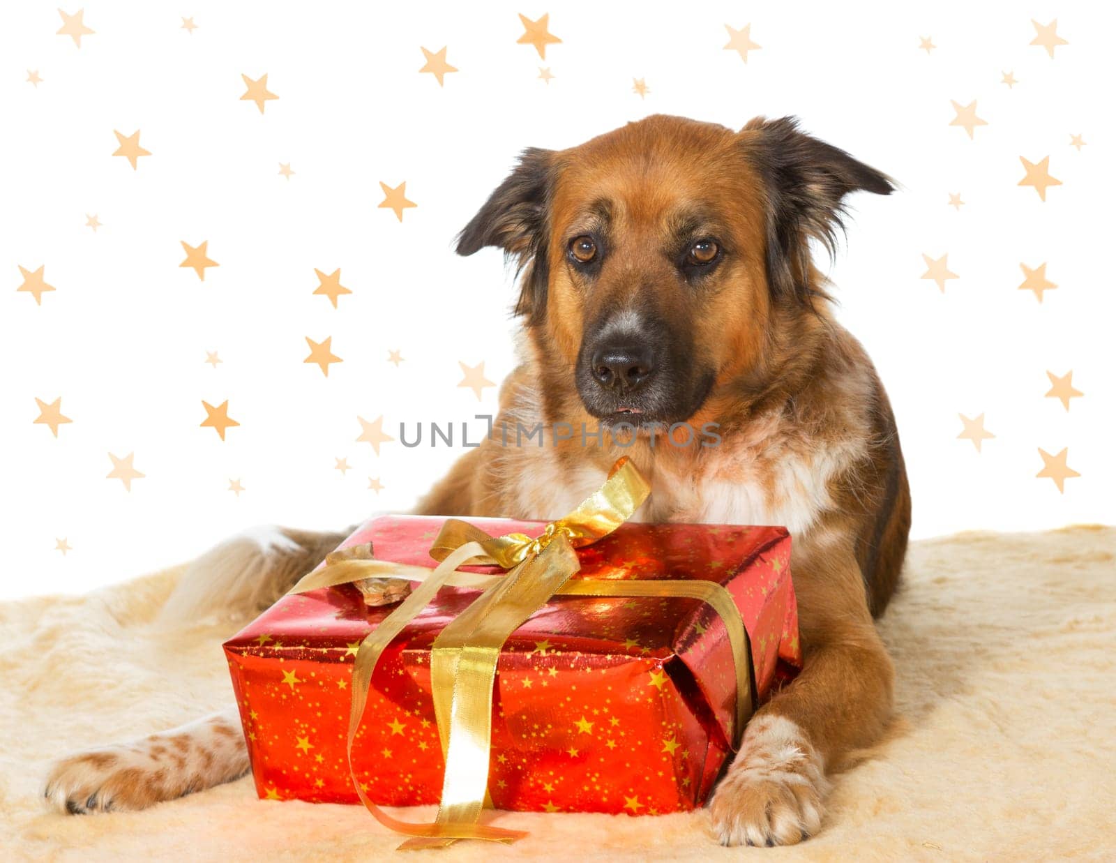 A cute dog lying on the floor with a decorative red Christmas gift between its paws and a starry backdrop with copyspace for your seasonal greeting