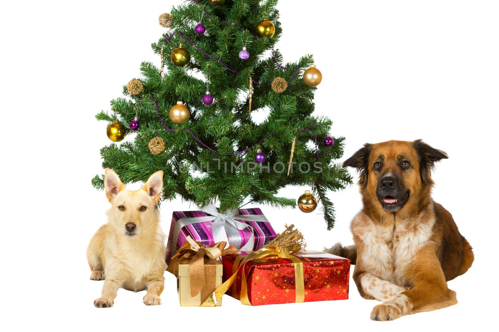 Two happy dogs lie under the Christmas tree flanking a pile of colourful giftwrapped festive gifts isolated on white