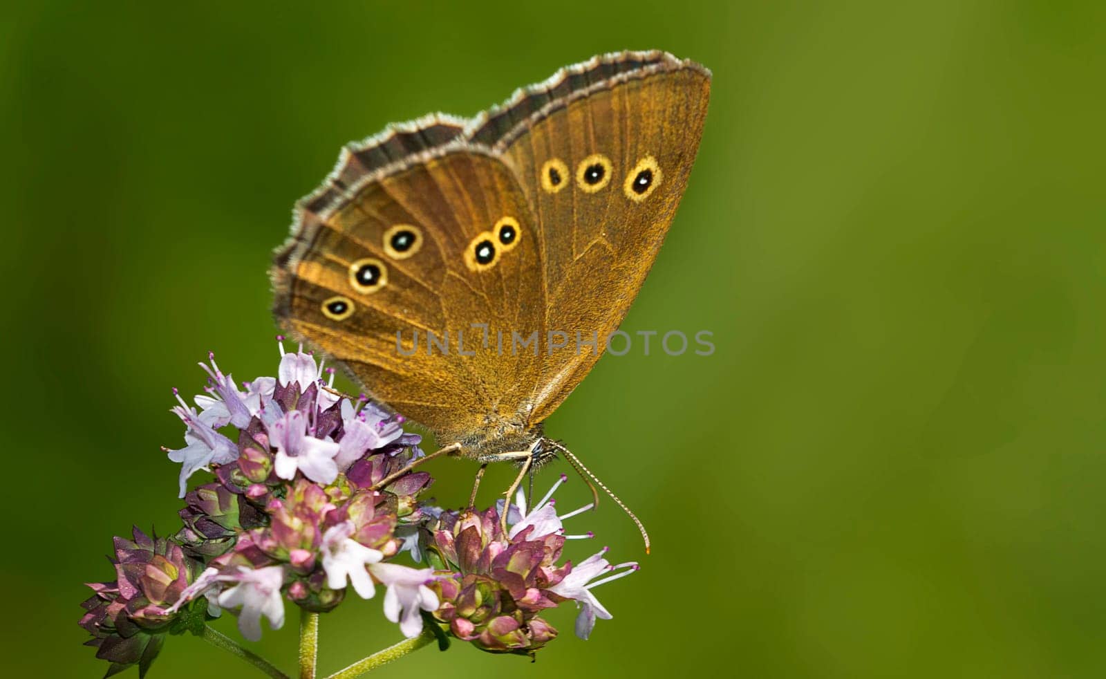 Brown forest bird on Origanum vulgare
