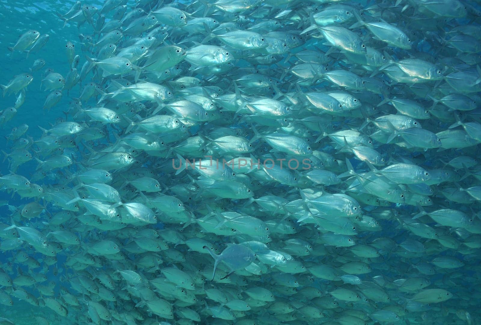 School of mackerel in Philippine waters