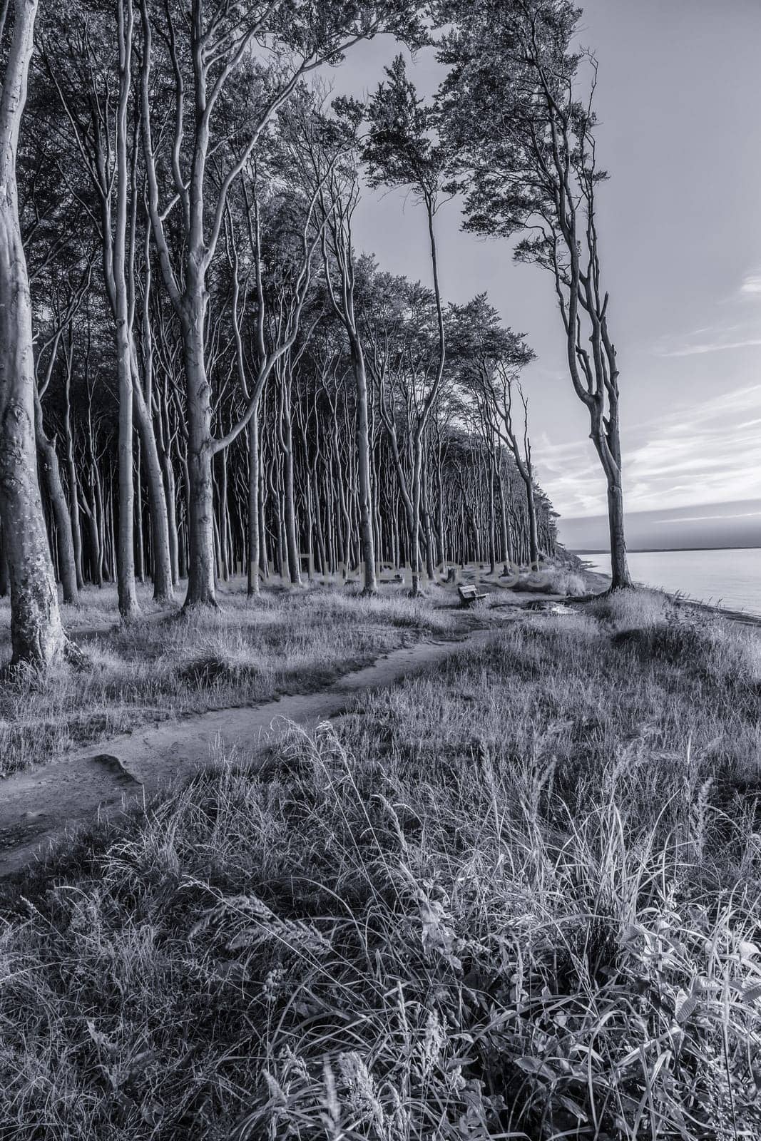 Ghost Forest