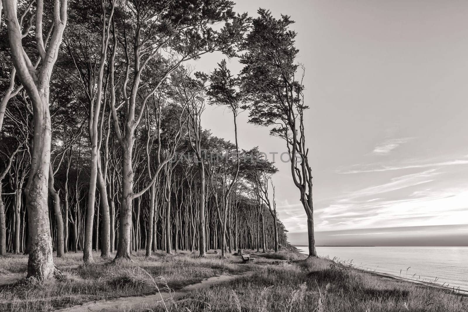 Ghost Forest