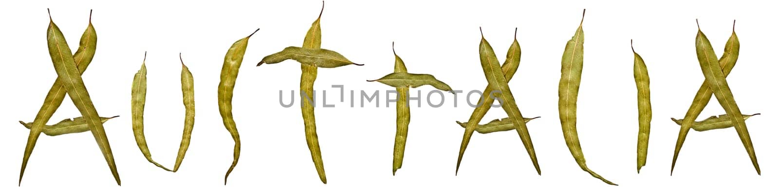 Australiana logo, Eucalyptus gum leaf abstract australia title design pattern for banner