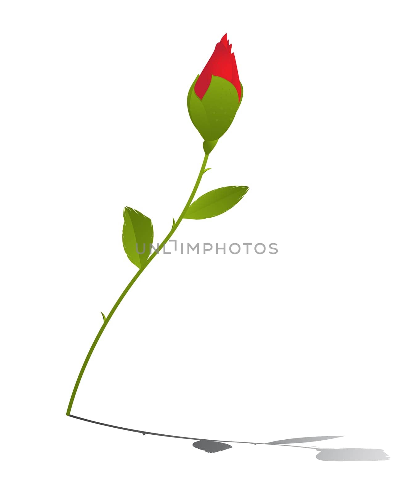 Young red rose and reflection over white background