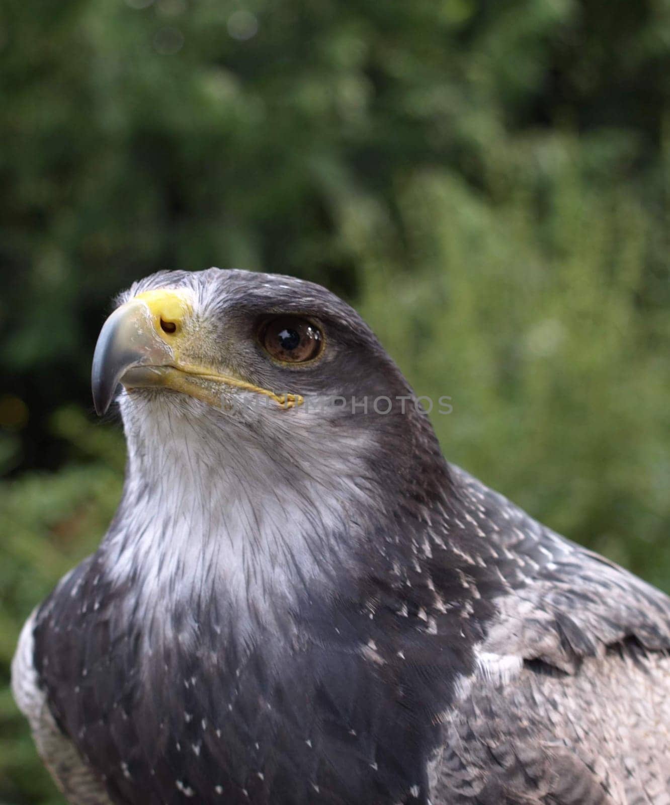 Cordillera Eagle